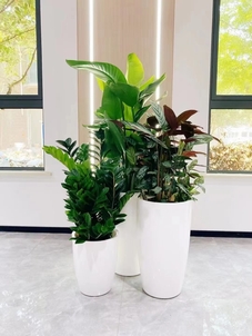 镇海花卉租摆新闻-镇海花卉店推荐-镇海办公室花木出租-江北绿化养护施工项目